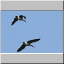 Branta canadensis - Kanadagans 06 Sundermannsee.jpg